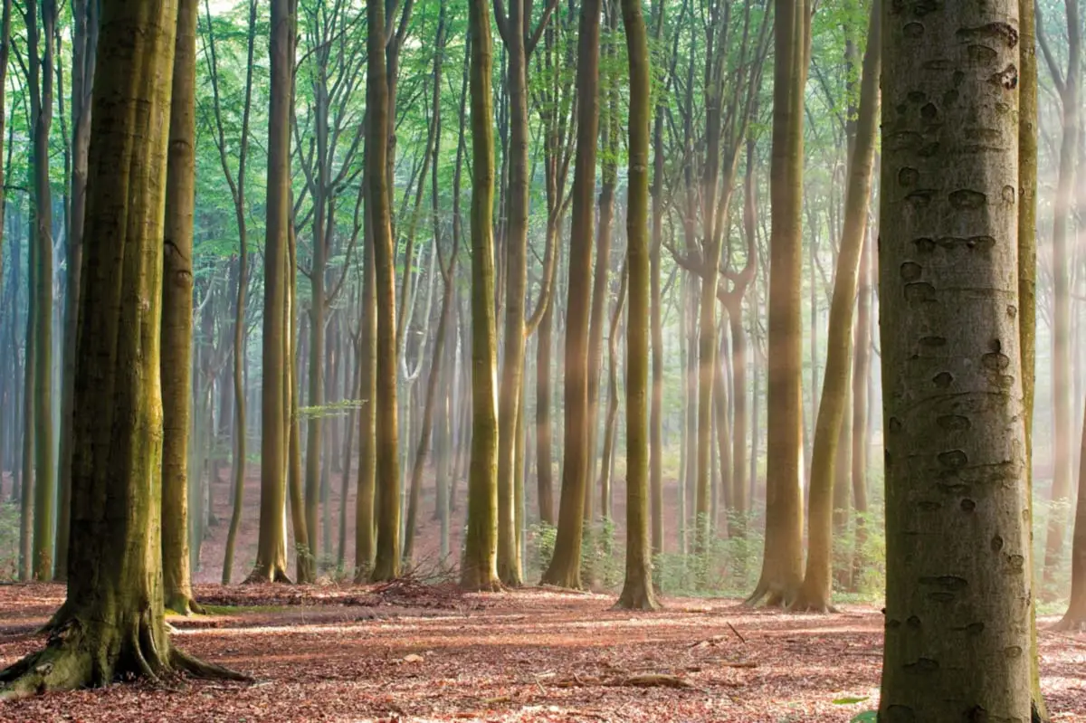 Holzhandel, Holzvermittlung und Sägewerk